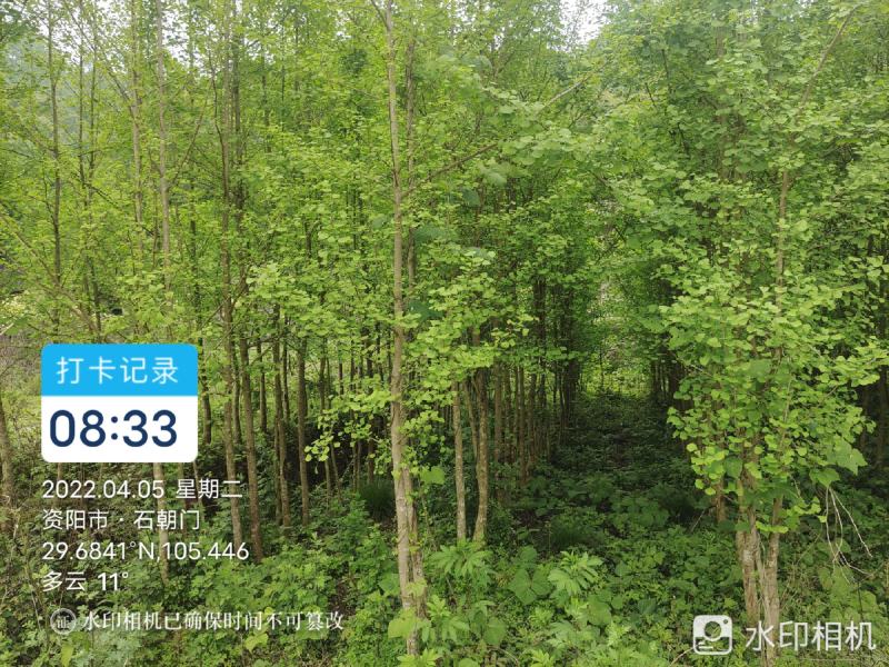 银杏树5-6公分，处理了