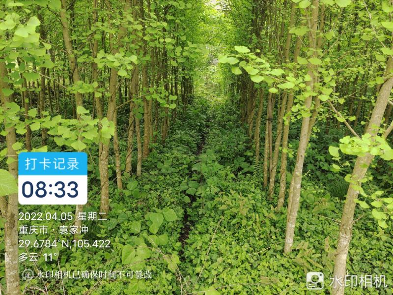 银杏树5-6公分，处理了