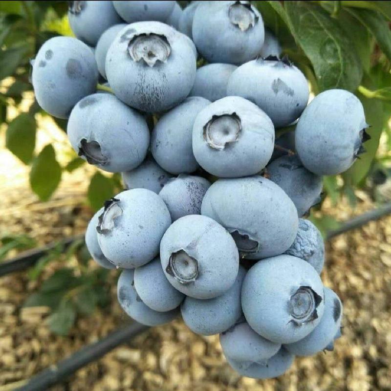 蓝莓鲜果供应莱克西公爵优瑞卡H5薄雾F6L系列等