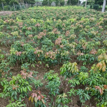 荔枝苗