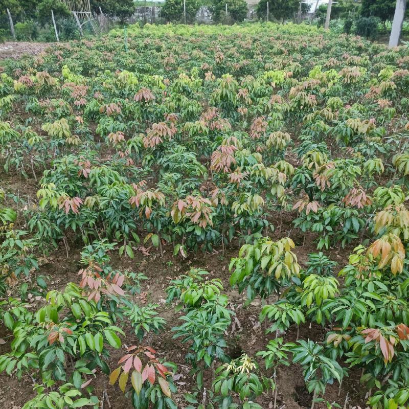 荔枝苗
