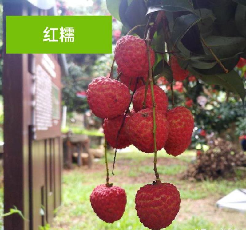 荔枝苗