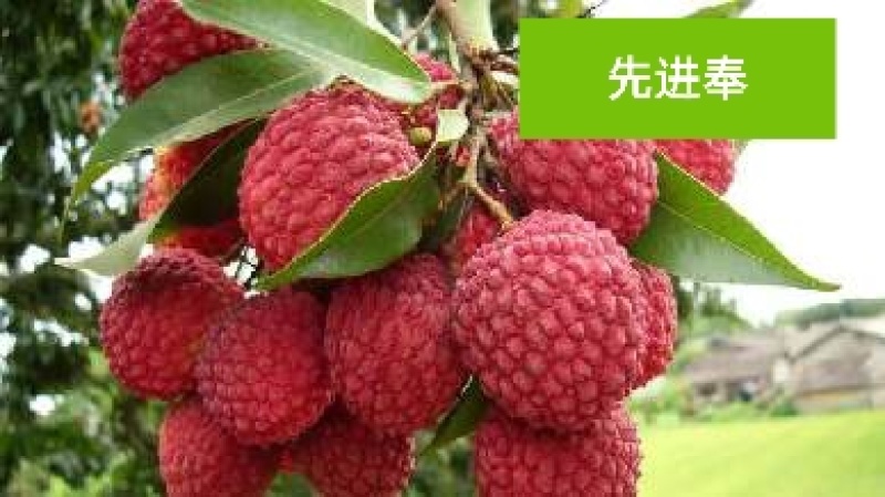 荔枝苗
