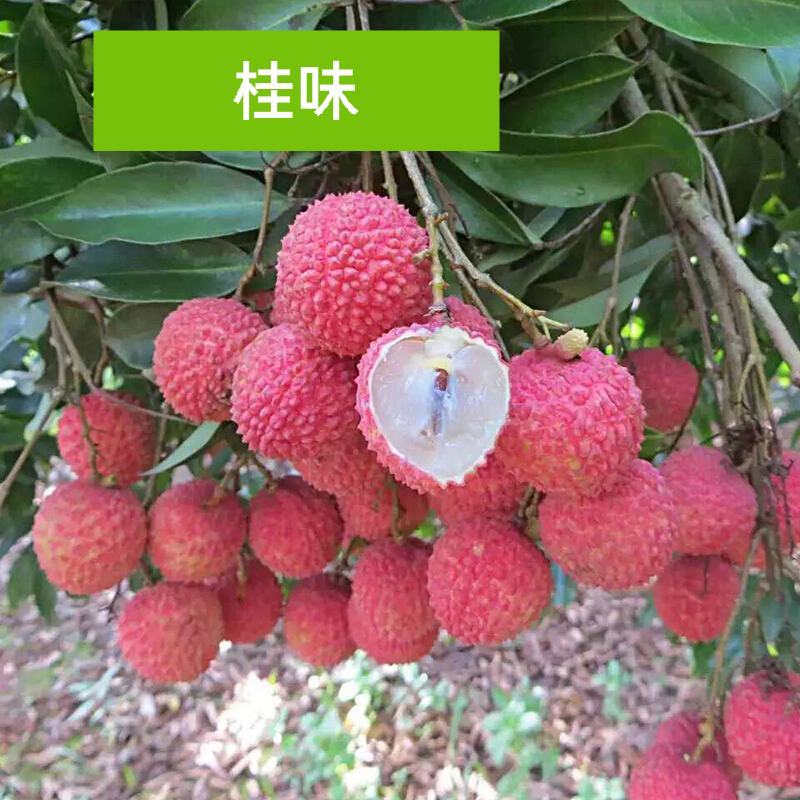 荔枝苗