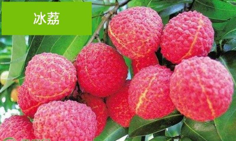 荔枝苗