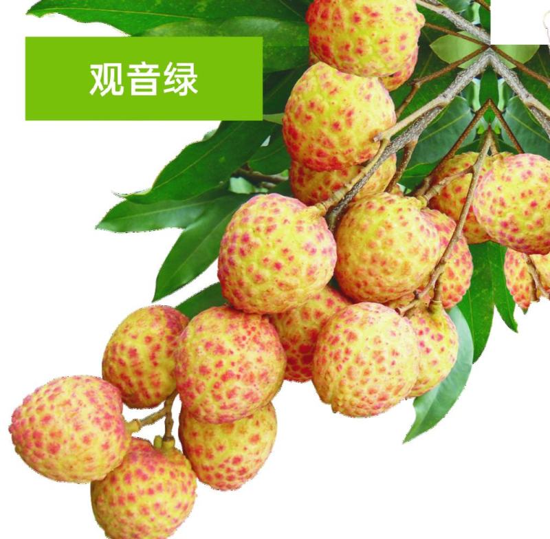 荔枝苗