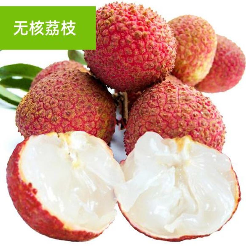 荔枝苗