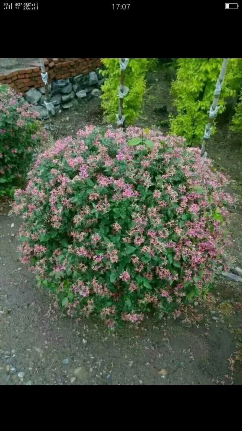 蓝叶忍冬金银忍冬红花忍冬小苗大苗规格齐全