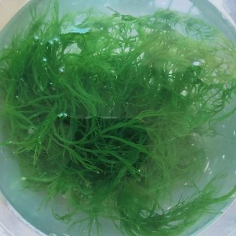 霞浦野生海藻/龙须菜凉拌，炖汤上品可口美味
