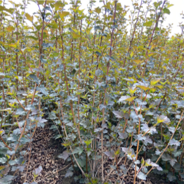 紫叶风箱果金叶风箱果小苗大苗规格齐全量大