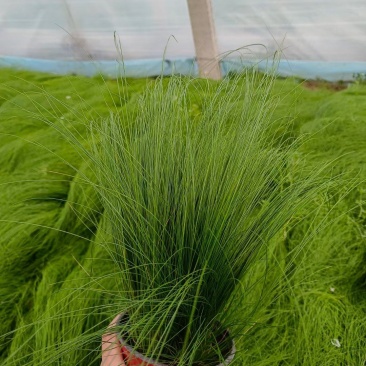 细茎针茅墨西哥羽毛草细叶针芒基地直发质量保证