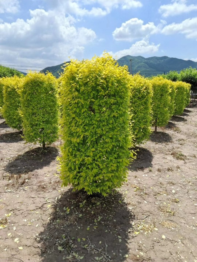 紫叶风箱果金叶风箱果小苗大苗规格齐全量大