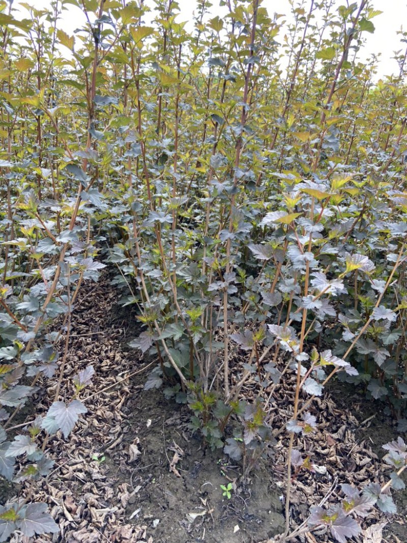 紫叶风箱果金叶风箱果小苗大苗规格齐全量大
