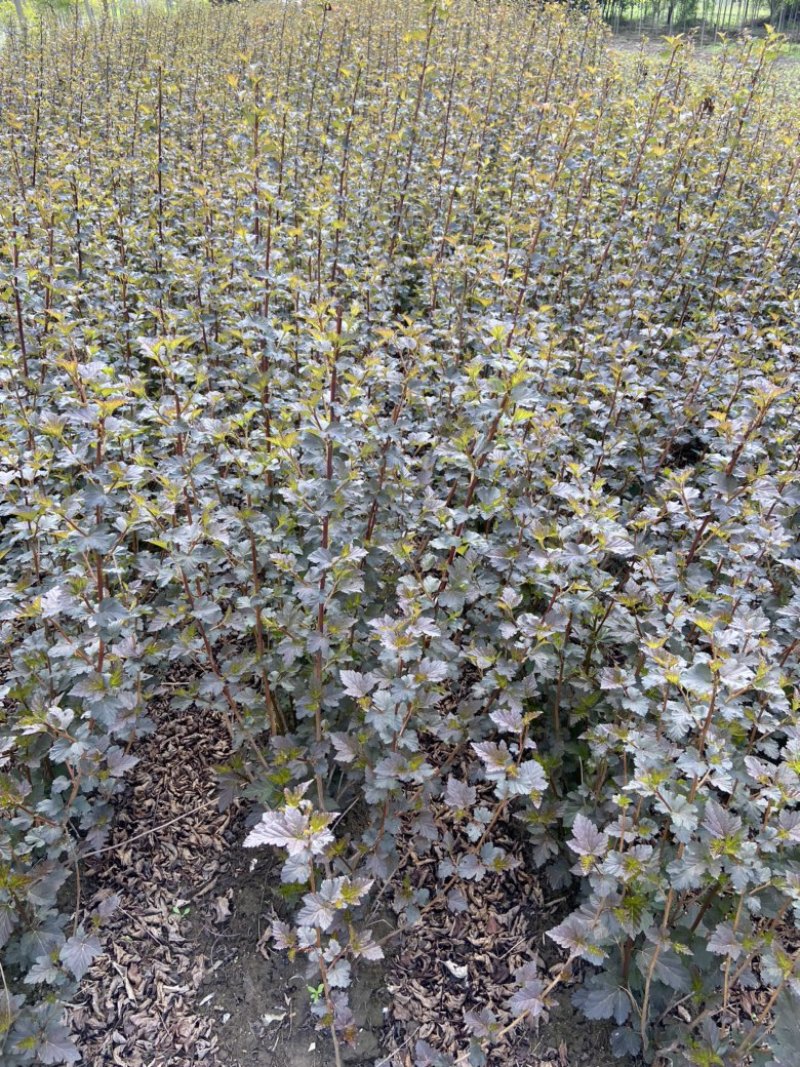 紫叶风箱果金叶风箱果小苗大苗规格齐全量大