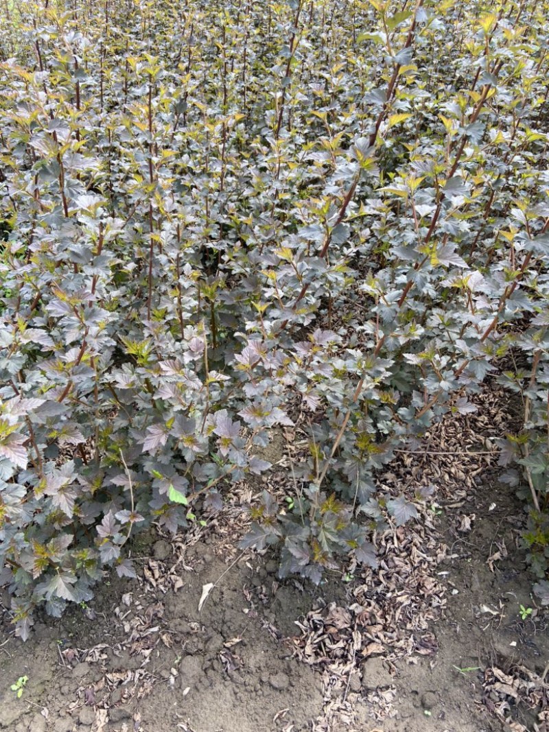 紫叶风箱果金叶风箱果小苗大苗规格齐全量大