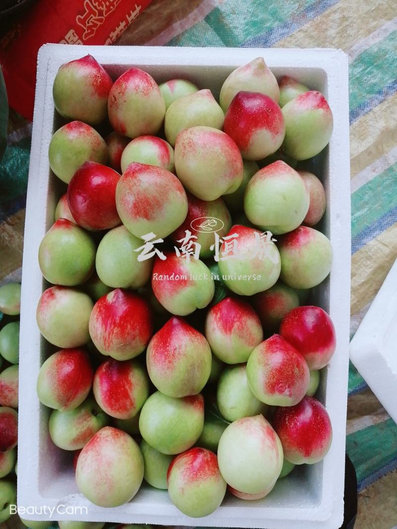 云南露天油桃，黄芯白芯品种齐全专业种植专业代办，一级货品