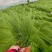 细茎针茅墨西哥羽毛草细叶针芒基地直发质量保证