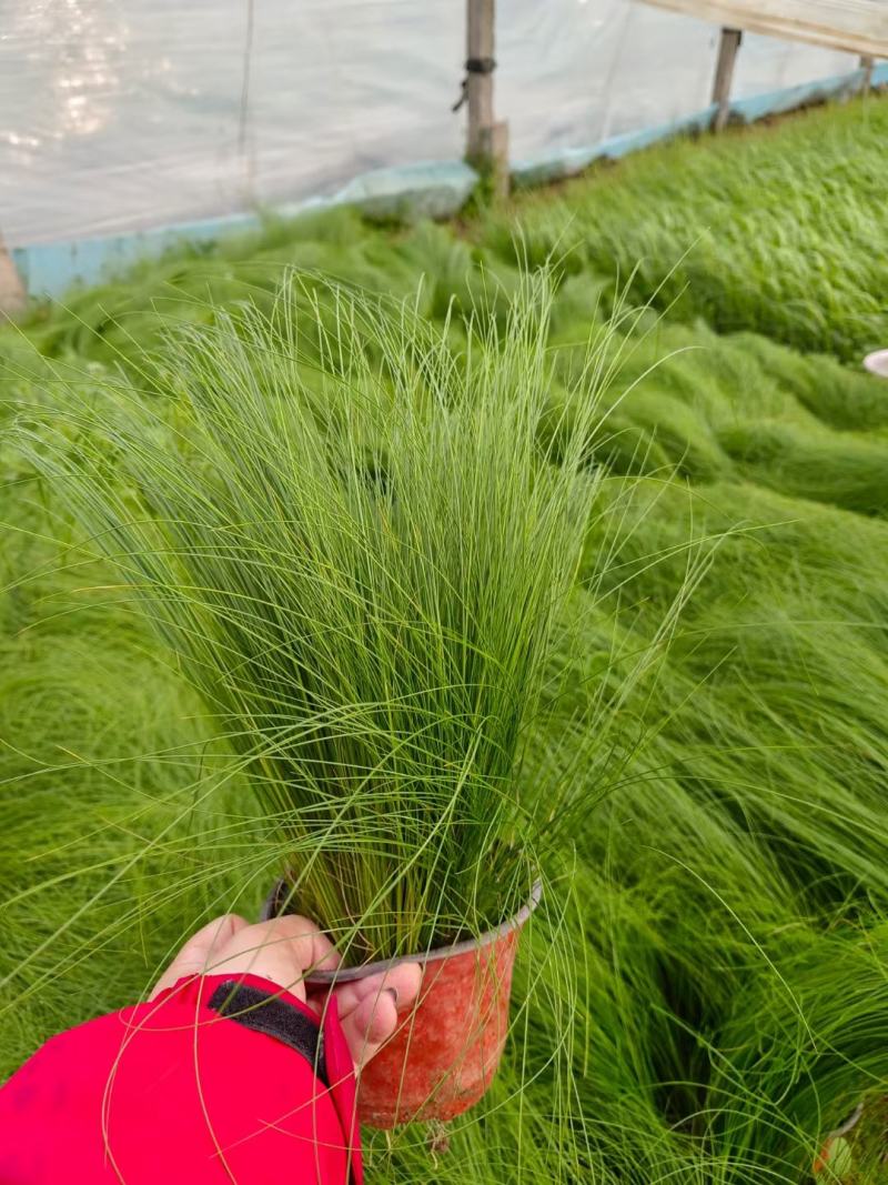 细茎针茅墨西哥羽毛草细叶针芒基地直发质量保证