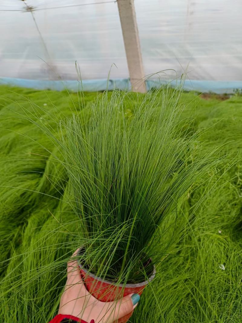 细茎针茅墨西哥羽毛草细叶针芒基地直发质量保证