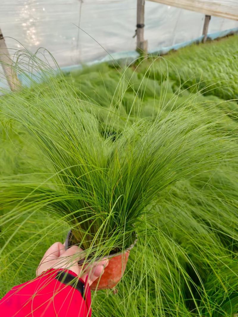 细茎针茅墨西哥羽毛草细叶针芒基地直发质量保证