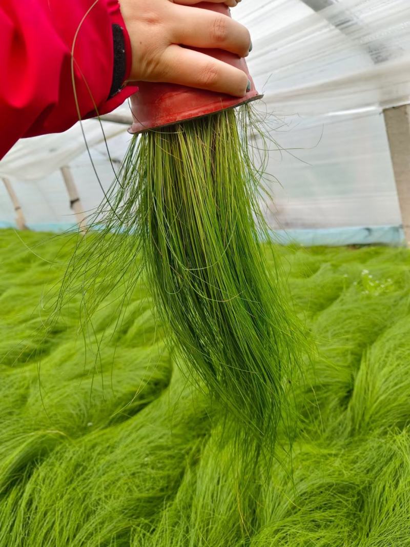 细茎针茅墨西哥羽毛草细叶针芒基地直发质量保证