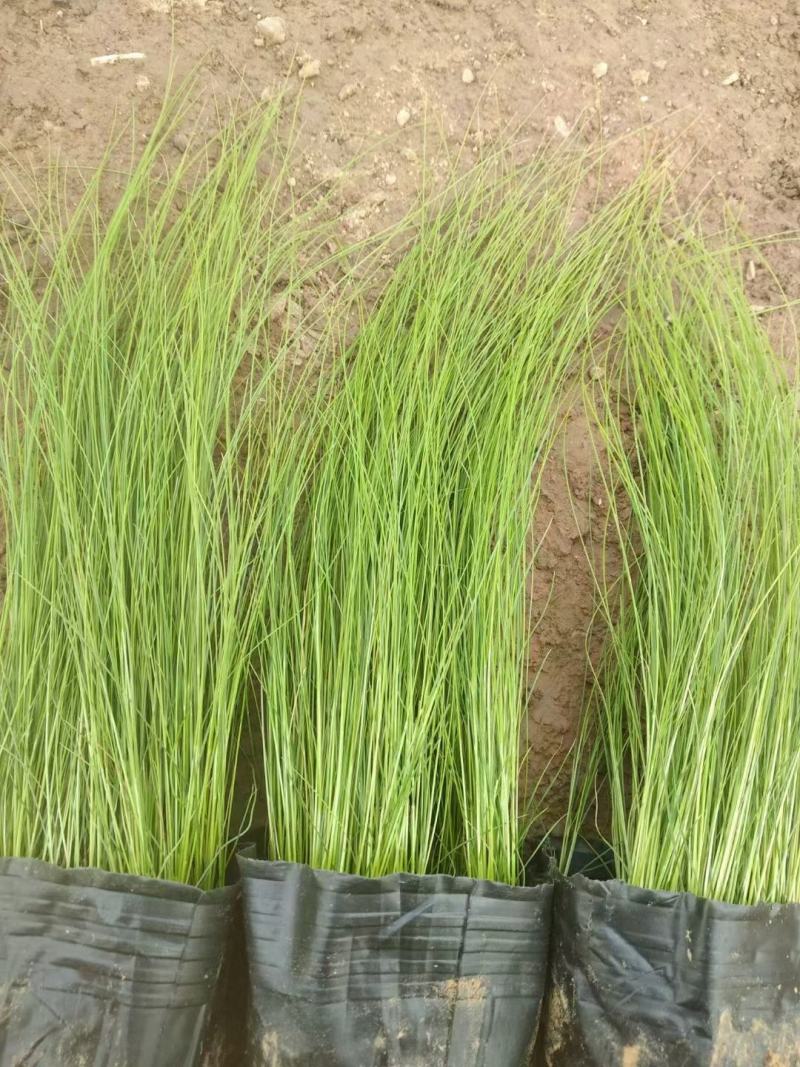 细茎针茅墨西哥羽毛草细叶针芒基地直发质量保证