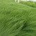 细茎针茅墨西哥羽毛草细叶针芒基地直发质量保证