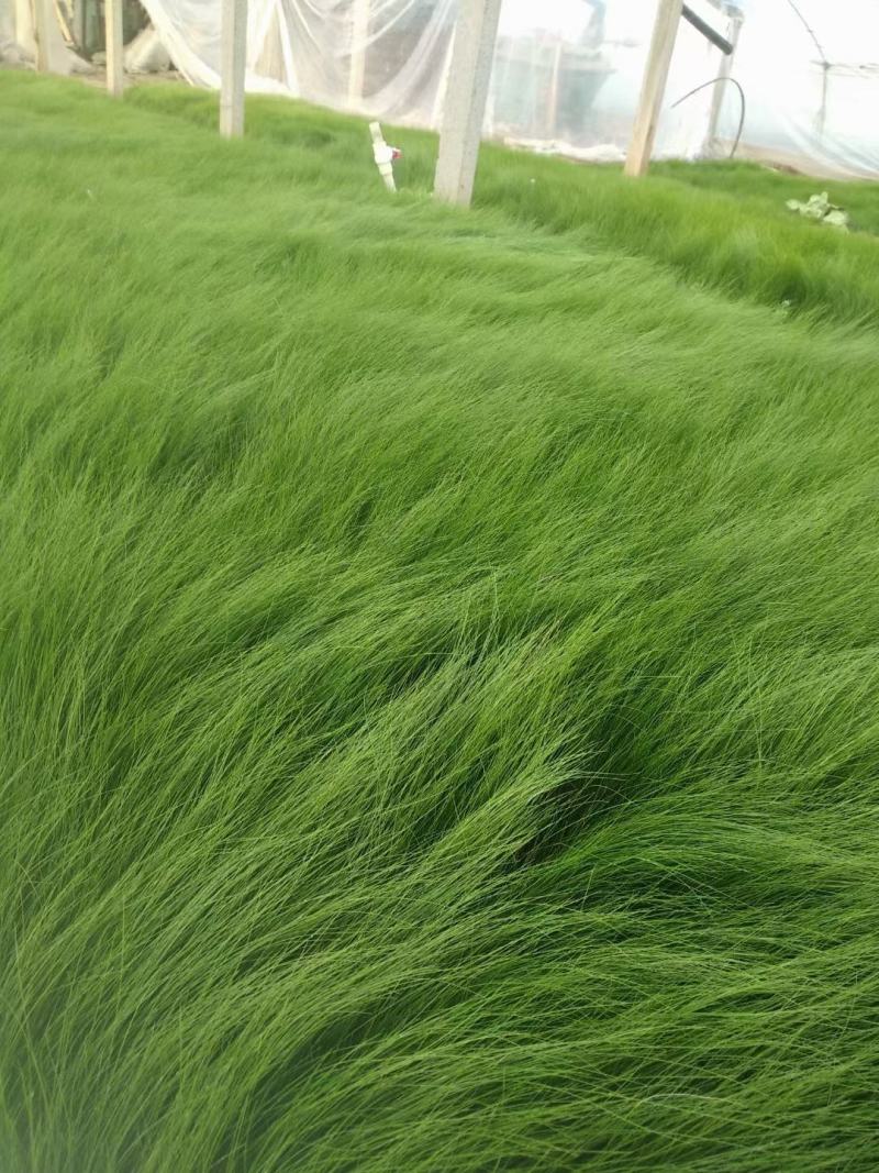 细茎针茅墨西哥羽毛草细叶针芒基地直发质量保证