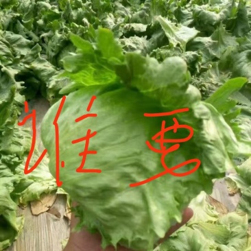 球生菜