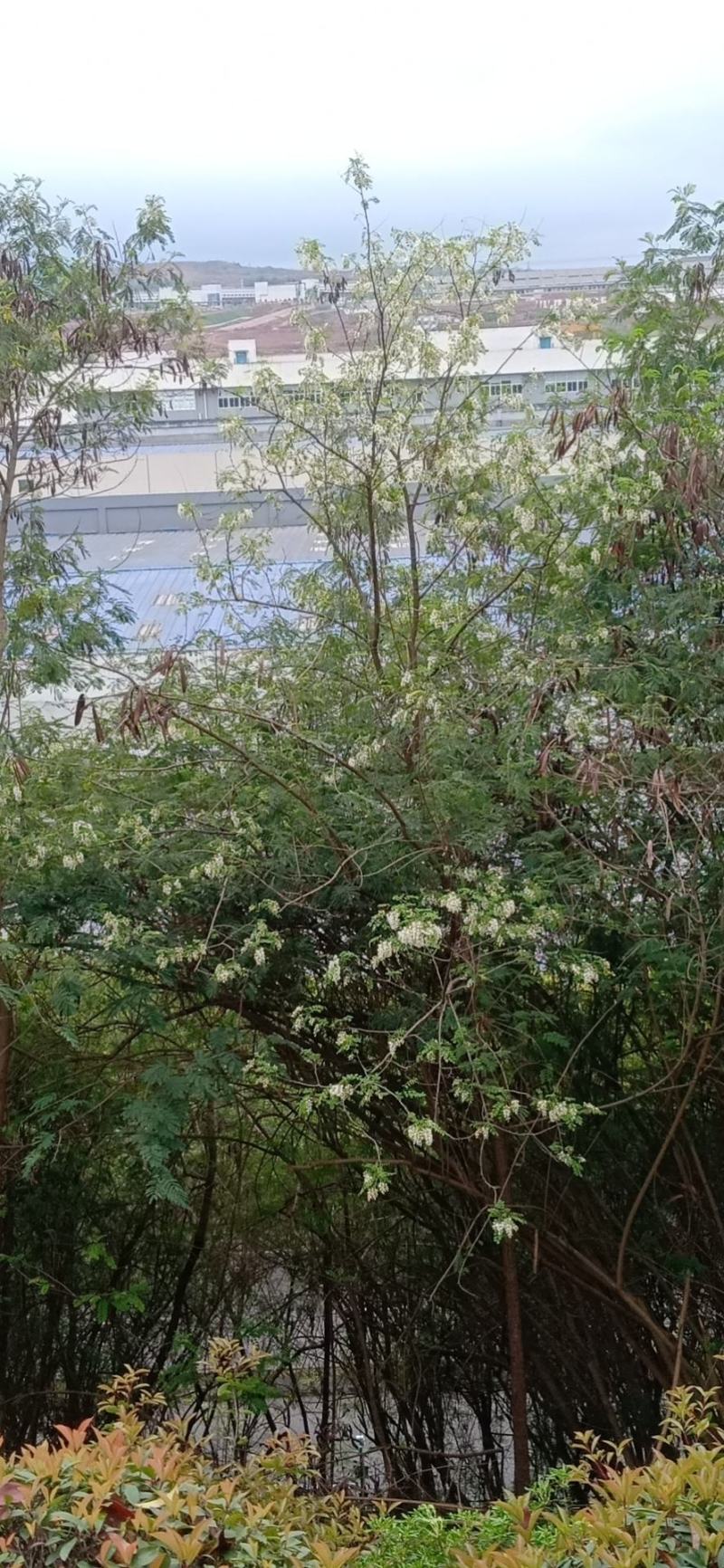 河南野生鲜洋槐花