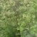 河南野生鲜洋槐花