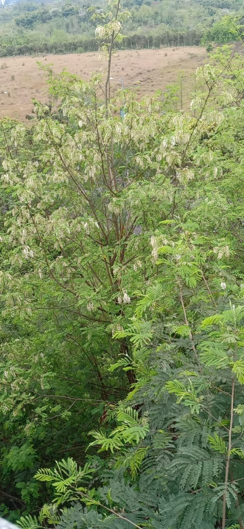 河南野生鲜洋槐花