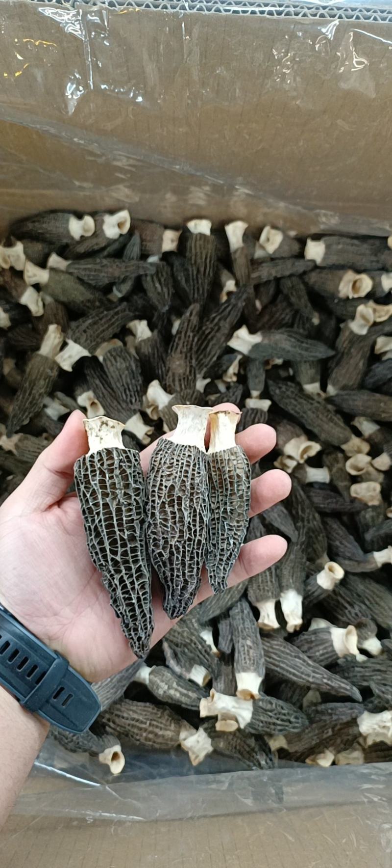 羊肚菌正宗四川羊肚菌高质量货货量有限