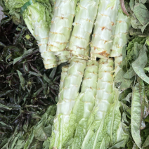 苏州常熟莴笋红叶莴笋青皮种植基地直发电商市场