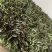 苏州常熟莴笋红叶莴笋青皮种植基地直发电商市场