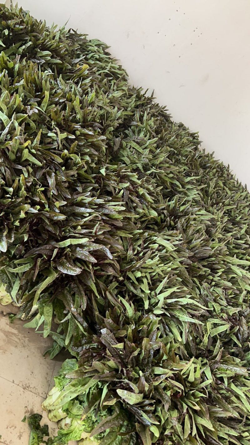 苏州常熟莴笋红叶莴笋青皮种植基地直发电商市场