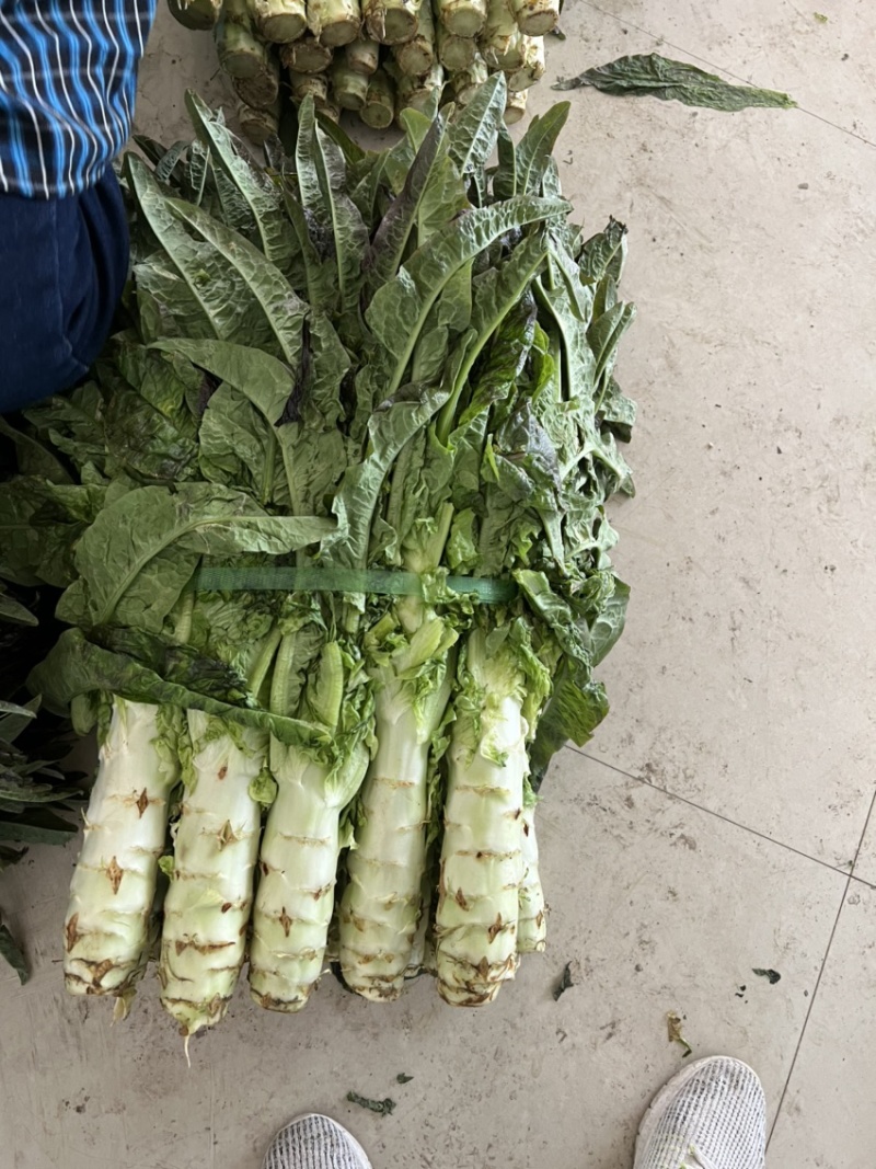 苏州常熟莴笋红叶莴笋青皮种植基地直发电商市场