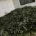 苏州常熟莴笋红叶莴笋青皮种植基地直发电商市场