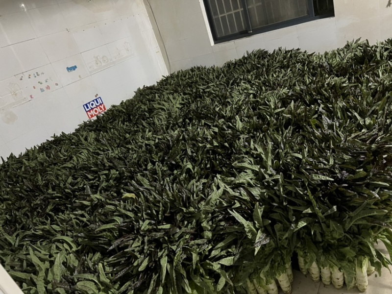 苏州常熟莴笋红叶莴笋青皮种植基地直发电商市场