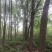 香樟树