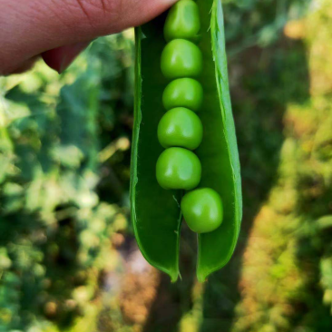 贵州省豌豆荚颗粒饱满基地直发日供2吨