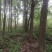 香樟树
