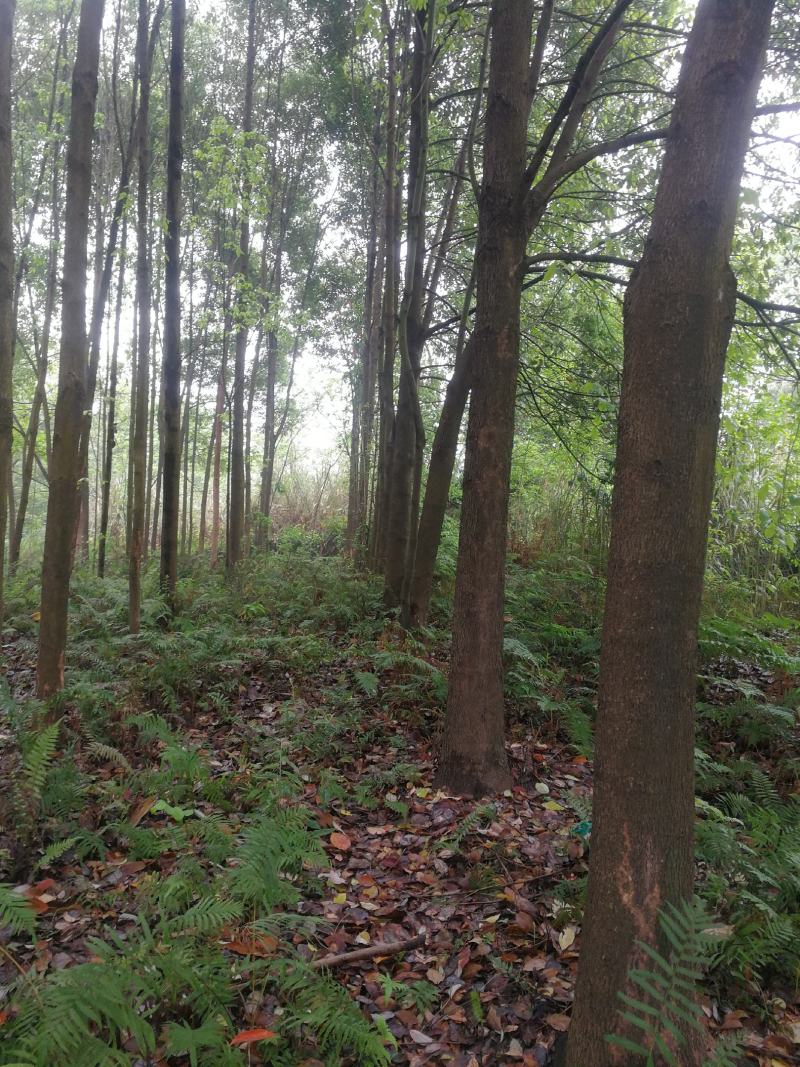 香樟树