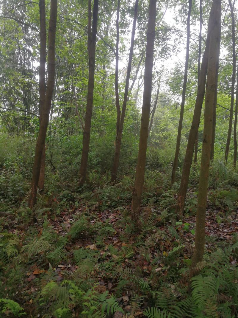 香樟树