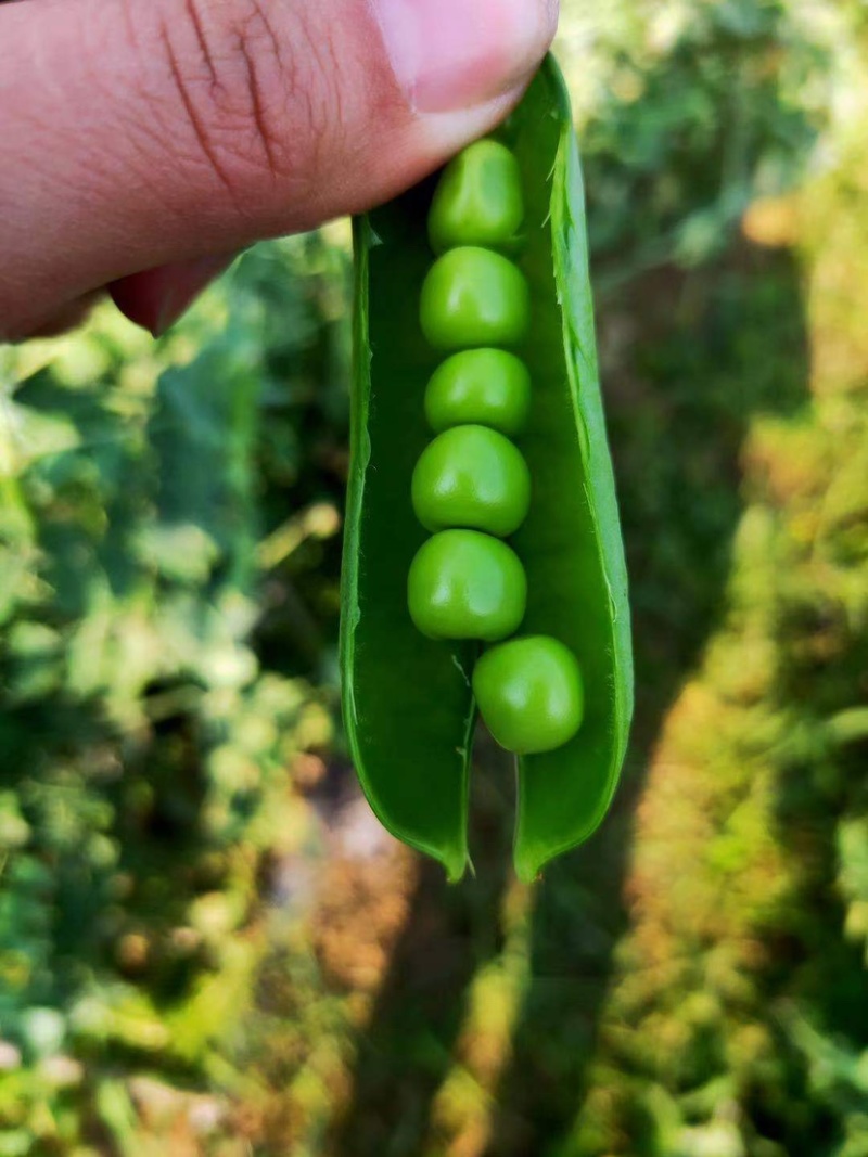 贵州省豌豆荚颗粒饱满基地直发日供2吨