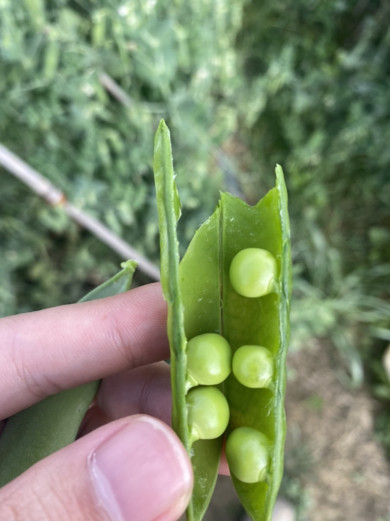 贵州省豌豆荚颗粒饱满基地直发日供2吨