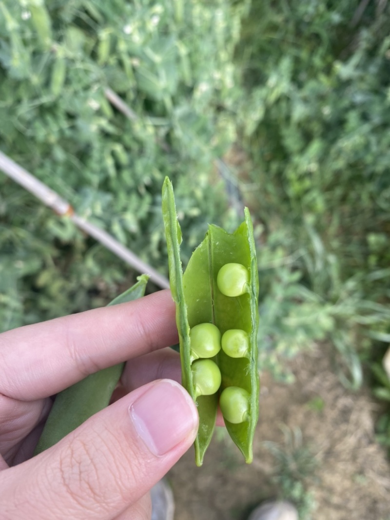 贵州省豌豆荚颗粒饱满基地直发日供2吨