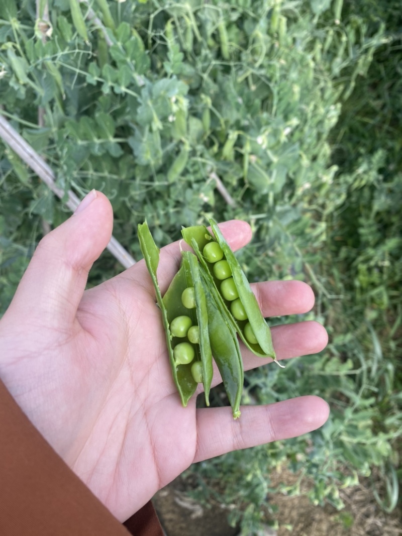 贵州省豌豆荚颗粒饱满基地直发日供2吨