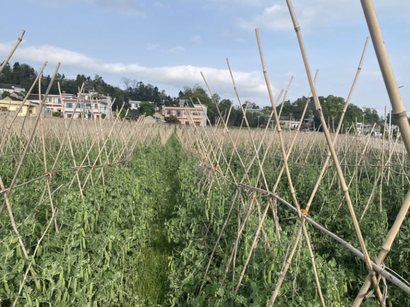 贵州省豌豆荚颗粒饱满基地直发日供2吨