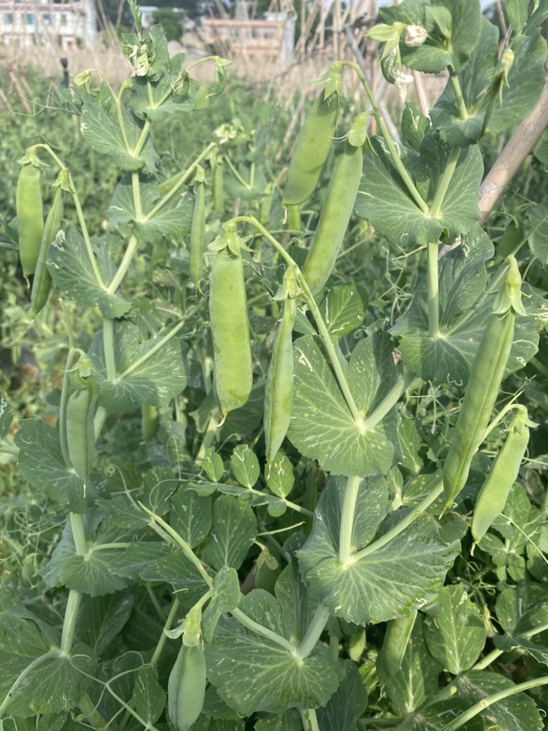 贵州省豌豆荚颗粒饱满基地直发日供2吨